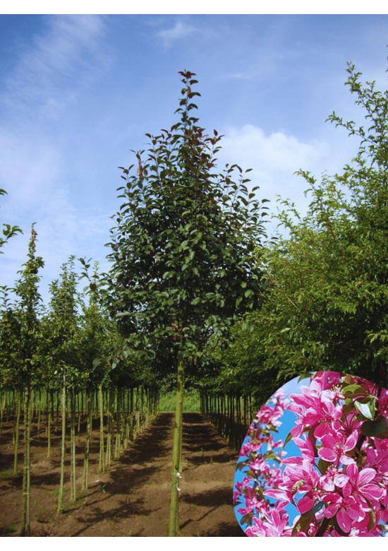 Zierapfel 'Mokum' | Malus 'Mokum'