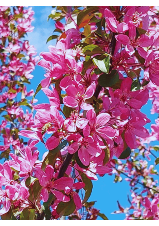 Zierapfel 'Mokum' | Malus 'Mokum'