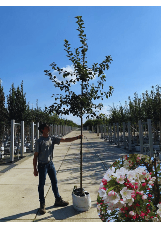 Zierapfel 'Red Sentinel' | Malus 'Red Sentinel'
