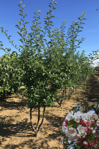 Zierapfel 'Red Sentinel' Mehrstämmig | Malus 'Red Sentinel' Zierapfel 'Red Sentinel' Mehrstämmig | Malus 'Red Sentinel'