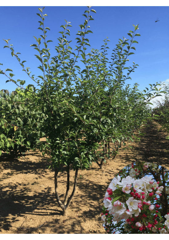 Zierapfel 'Red Sentinel' Mehrstämmig | Malus 'Red Sentinel'