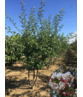 Zierapfel 'Red Sentinel' Mehrstämmig | Malus 'Red Sentinel' Zierapfel 'Red Sentinel' Mehrstämmig | Malus 'Red Sentinel'