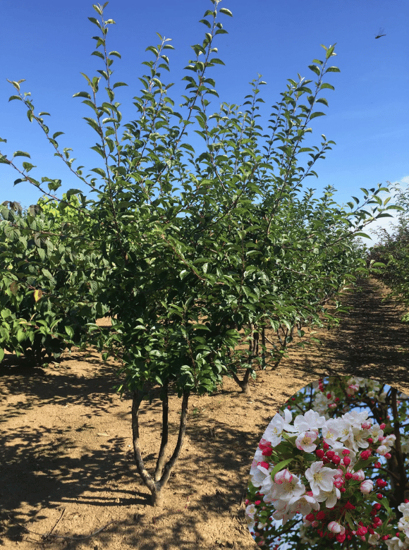  Zierapfel 'Red Sentinel' Mehrstämmig ,  Malus 'Red Sentinel'