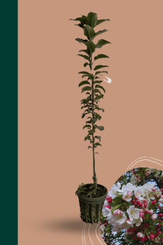 Kleiner Zierapfel 'Red Sentinel' | Malus 'Red Sentinel'