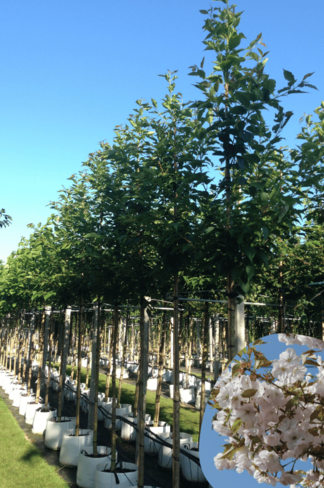 Zierkirsche 'Sunset Boulevard' | Prunus serrulata 'Sunset Boulevard' Zierkirsche 'Sunset Boulevard' | Prunus serrulata 'Sunset Boulevard'