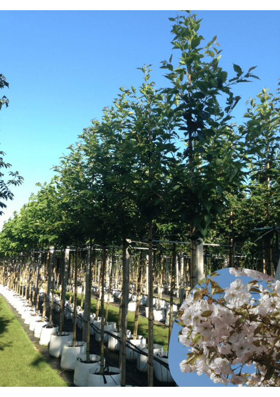 Zierkirsche 'Sunset Boulevard' | Prunus serrulata 'Sunset Boulevard' Zierkirsche 'Sunset Boulevard' | Prunus serrulata 'Sunset Boulevard'