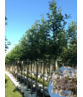 Zierkirsche 'Sunset Boulevard' | Prunus serrulata 'Sunset Boulevard' Zierkirsche 'Sunset Boulevard' | Prunus serrulata 'Sunset Boulevard'