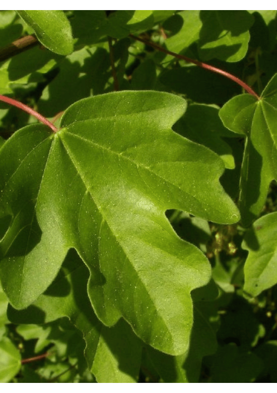 Feld-Ahorn 'Elsrijk' | Acer campestre 'Elsrijk'