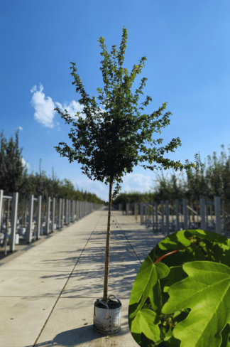 Feldahorn 'Elsrijk' | Acer campestre 'Elsrijk'