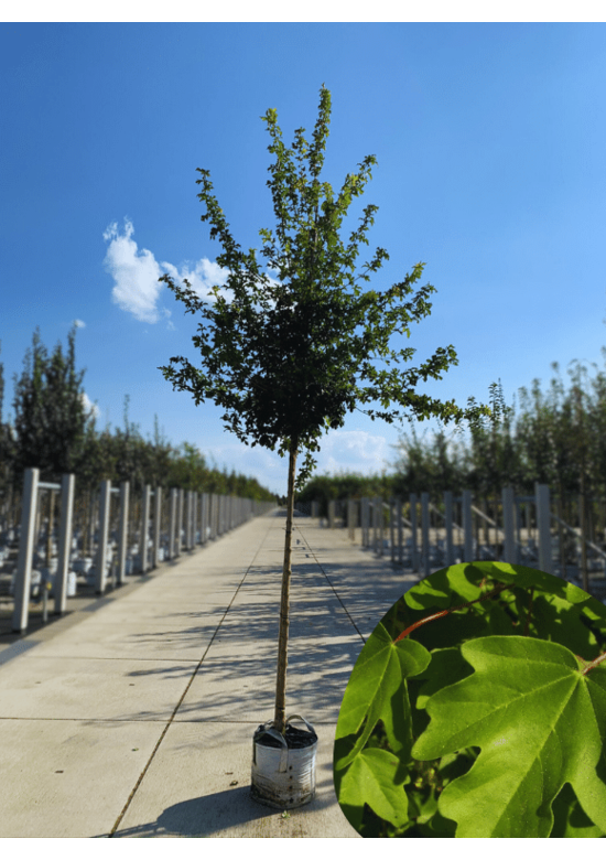 Feldahorn 'Elsrijk' | Acer campestre 'Elsrijk'