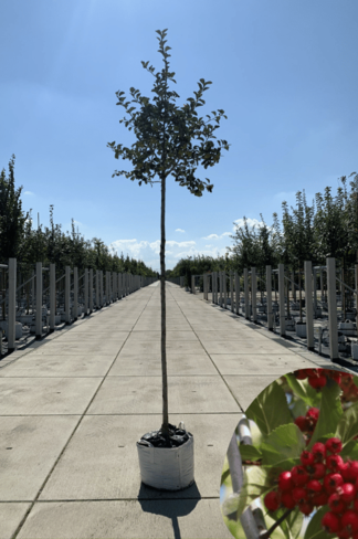 Glanzdorn - Pflaumenblättriger Weißdorn 'Splendens' | Crataegus prunifolia 'Splendens' Glanzdorn - Pflaumenblättriger Weißdorn 'Splendens' | Crataegus prunifolia 'Splendens'