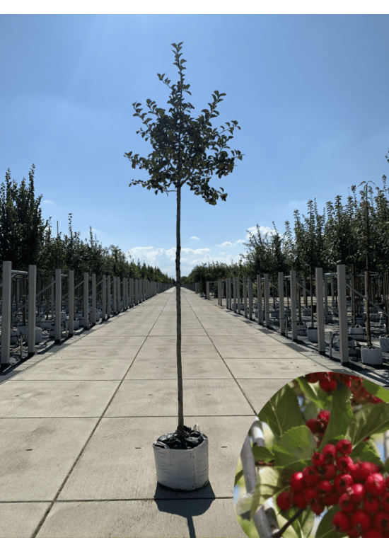 Glanzdorn - Pflaumenblättriger Weißdorn 'Splendens' | Crataegus prunifolia 'Splendens'