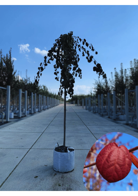 Hängender Katsurabaum 'Pendulum' | Cercidiphyllum japonicum 'Pendulum'