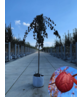 Hängender Katsurabaum 'Pendulum' | Cercidiphyllum japonicum 'Pendulum'