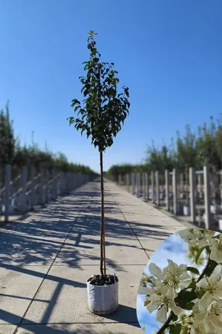 Zierapfel 'Street Parade' | Malus baccata 'Street Parade'