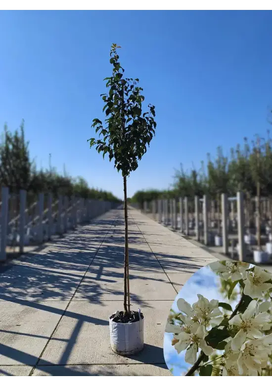 Zierapfel 'Street Parade' | Malus baccata 'Street Parade' Zierapfel 'Street Parade' | Malus baccata 'Street Parade'