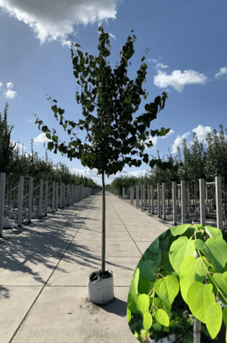 Lebkuchenbaum | Cercidiphyllum japonicum Lebkuchenbaum | Cercidiphyllum japonicum