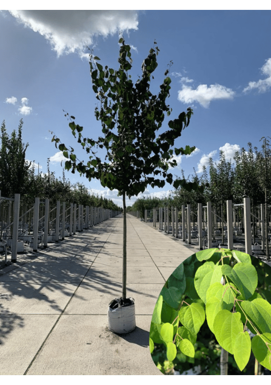 Lebkuchenbaum | Cercidiphyllum japonicum Lebkuchenbaum | Cercidiphyllum japonicum