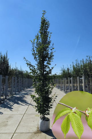 Pyramiden-Hainbuche - Säulen-Hainbuche 'Fastigiata' - Stammbusch | Carpinus betulus 'Fastigiata' Pyramiden-Hainbuche - Säulen-Hainbuche 'Fastigiata' - Stammbusch | Carpinus betulus 'Fastigiata'
