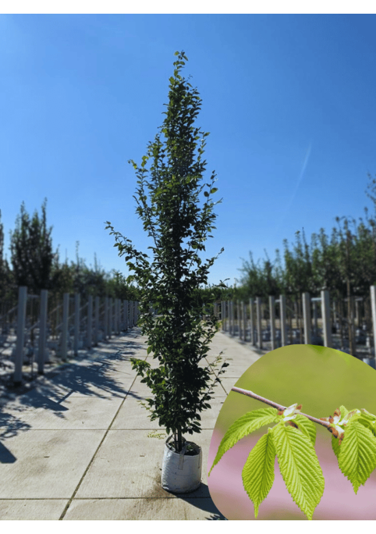 Pyramiden-Hainbuche - Säulen-Hainbuche 'Fastigiata' - Stammbusch | Carpinus betulus 'Fastigiata'