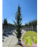 Pyramiden-Hainbuche - Säulen-Hainbuche 'Fastigiata' - Stammbusch | Carpinus betulus 'Fastigiata' Pyramiden-Hainbuche - Säulen-Hainbuche 'Fastigiata' - Stammbusch | Carpinus betulus 'Fastigiata'