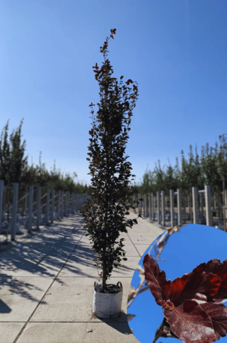 Säulen-Buche 'Red Obelisk' | Fagus sylvatica 'Red Obelisk' Säulen-Buche 'Red Obelisk' | Fagus sylvatica 'Red Obelisk'