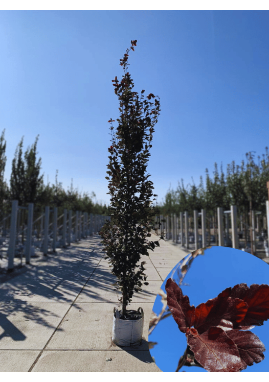 Säulen-Buche 'Red Obelisk' | Fagus sylvatica 'Red Obelisk'