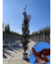 Säulen-Buche 'Red Obelisk' | Fagus sylvatica 'Red Obelisk'