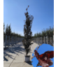 Säulen-Buche 'Red Obelisk' | Fagus sylvatica 'Red Obelisk'