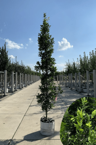 Säulen-Eiche 'Fastigiata Koster' - Stammbusch | Quercus robur 'Fastigiata 'Koster'