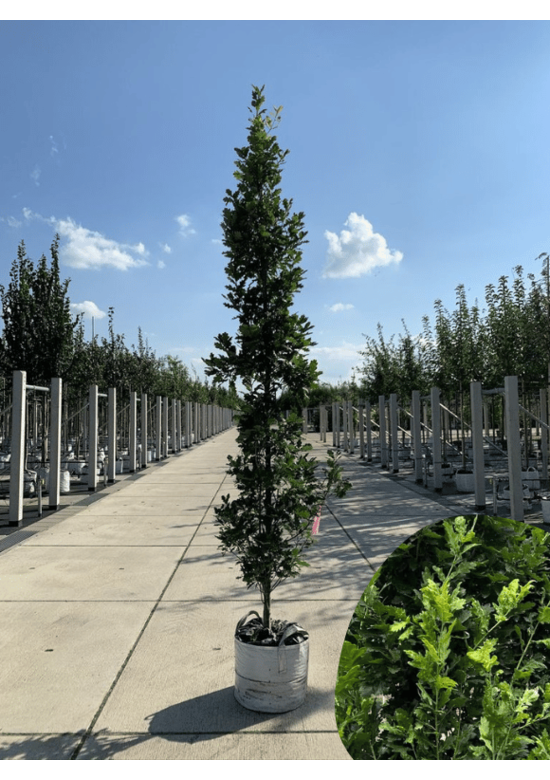 Säulen-Eiche 'Fastigiata Koster' - Stammbusch | Quercus robur 'Fastigiata 'Koster'