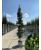 Säulen-Eiche 'Fastigiata Koster' - Stammbusch | Quercus robur 'Fastigiata 'Koster'