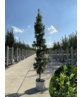 Säulen-Eiche 'Fastigiata Koster' - Stammbusch | Quercus robur 'Fastigiata 'Koster'