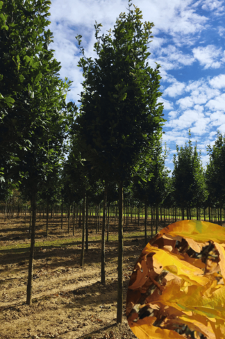 Säuleneiche 'Fastigiata Koster' Hochstamm | Quercus robur 'Fastigiata Koster'