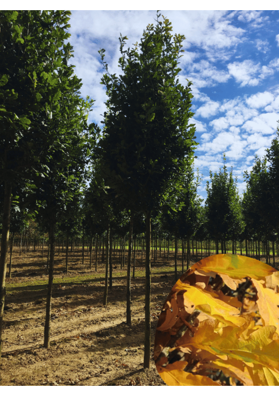 Säuleneiche 'Fastigiata Koster' Hochstamm | Quercus robur 'Fastigiata Koster'