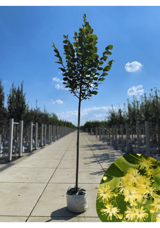 Sommerlinde Baum  | Tilia platyphyllos