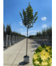Sommerlinde | Tilia platyphyllos