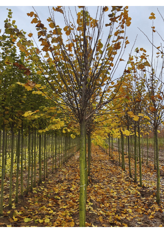 Sommerlinde Baum  | Tilia platyphyllos