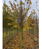 Sommerlinde Baum  | Tilia platyphyllos