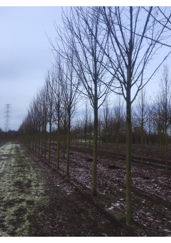 Sommerlinde Baum  | Tilia platyphyllos