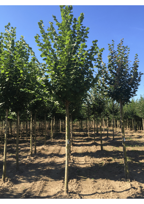 Sommerlinde | Tilia platyphyllos