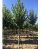 Sommerlinde | Tilia platyphyllos
