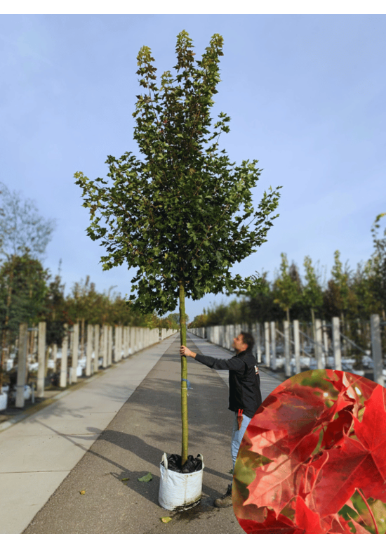 Spitzahorn 'Pacific Sunset' | Acer truncatum 'Pacific Sunset'