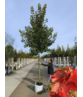Spitzahorn 'Pacific Sunset' | Acer truncatum 'Pacific Sunset' Spitzahorn 'Pacific Sunset' | Acer truncatum 'Pacific Sunset'