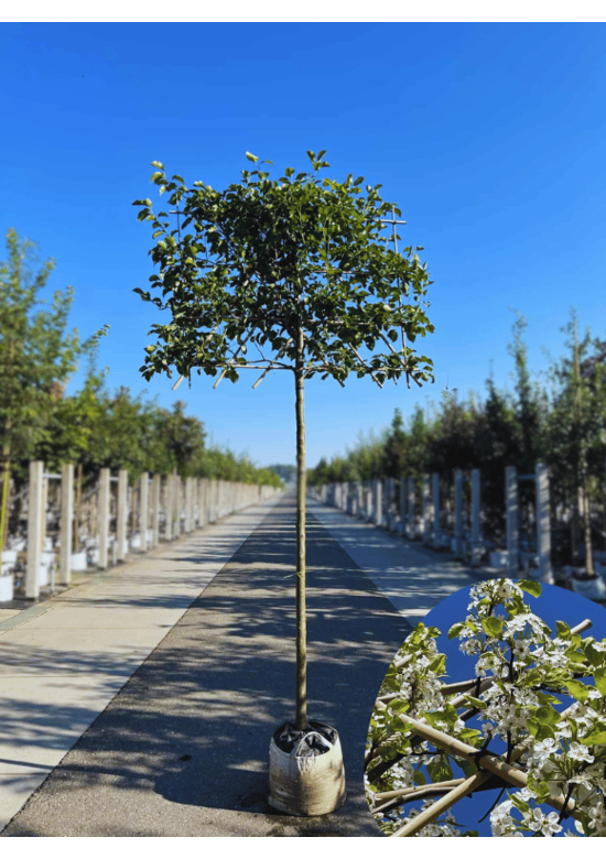 Stadtbirne 'Chanticleer' Spalierbaum | Pyrus calleryana 'Chanticleer'
