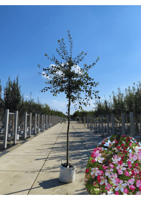 Vielblütiger Zierapfel 'Floribunda' | Malus 'Floribunda'