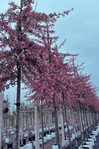 Vielblütiger Zierapfel 'Floribunda' | Malus 'Floribunda' Vielblütiger Zierapfel 'Floribunda' | Malus 'Floribunda'