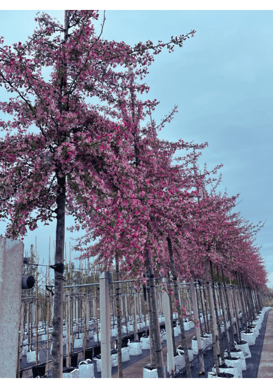 Vielblütiger Zierapfel 'Floribunda' | Malus 'Floribunda'