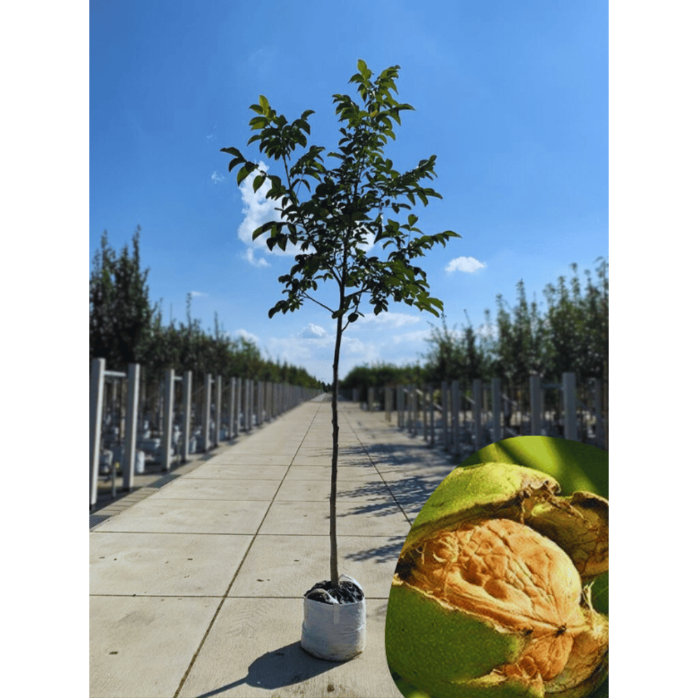 Walnussbaum kaufen? Wählen Sie die größte OnlineBaumschule Venovi