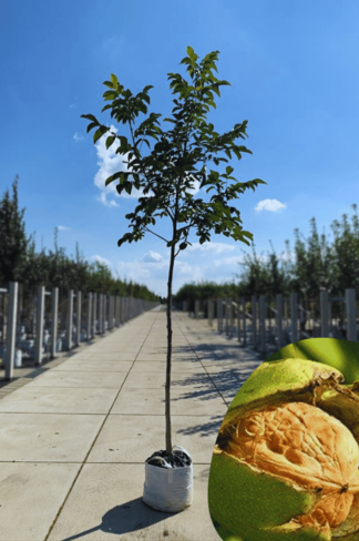 Walnussbaum | Juglans regia Walnussbaum | Juglans regia